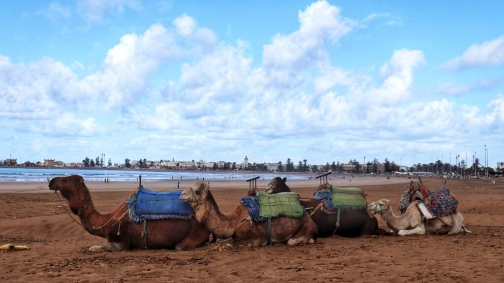 Why You Should Visit Essaouira on Your Moroccan Adventure