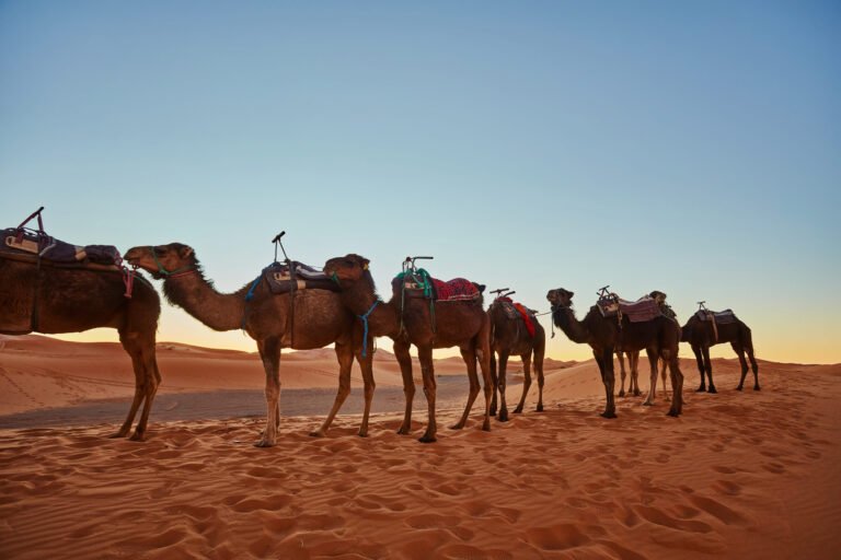 morocco vacation